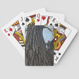ekorre casinokort