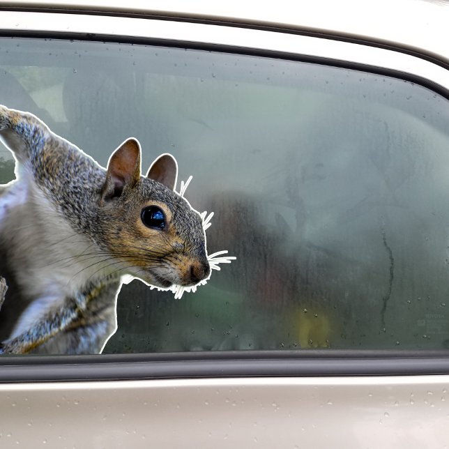 Ekorre-dekal Klistermärken (Squirrel Sticker)