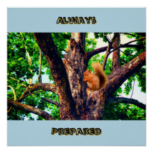 Ekorre Djur