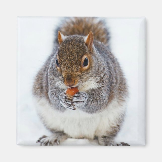 ekorre Eating a Nöt Photo Magnet (Framsidan)