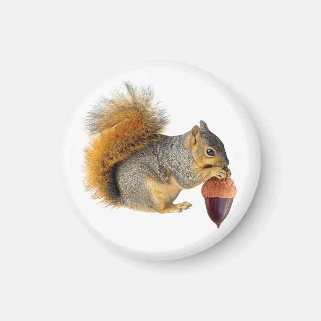 ekorre Eating Acorn Magnet (Framsidan)