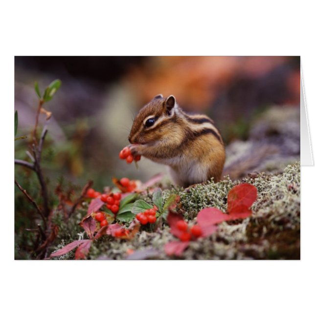 ekorre hälsningskort (Framsidan Horizontal)