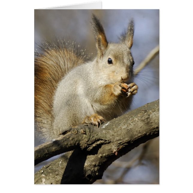 ekorre hälsningskort (Framsidan)