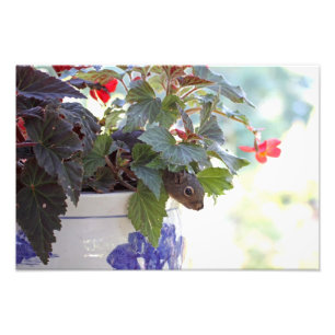 Ekorre i blommakruka fototryck