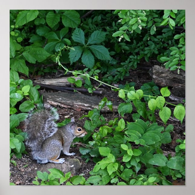 ekorre i buskar Poster (Framsidan)