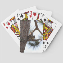 Ekorre i en tall som spelar kort casinokort