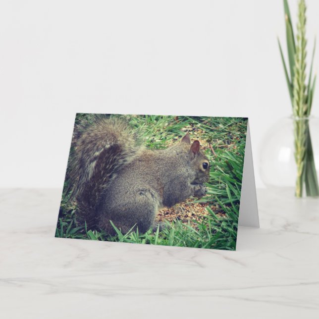 ekorre i fågelutsäde kort (Framsida)