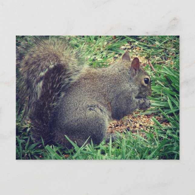 ekorre i fågelutsäde vykort (Framsida)