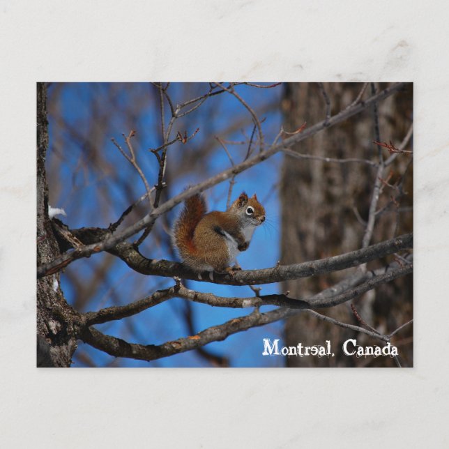ekorre i Montreal Vykort (Framsida)