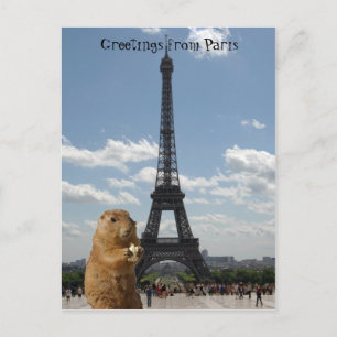 ekorre i Paris Postcard Vykort