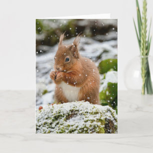 Ekorre i snö julkort kort