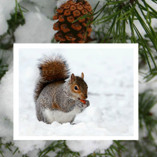 Ekorre i snö med bär vykort