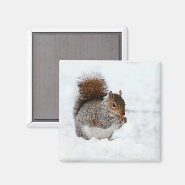 ekorre i Snö med Berry Magnet (Front/Back)