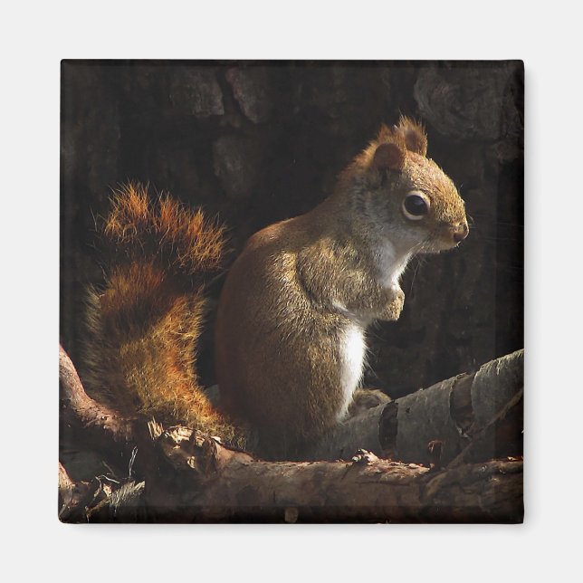 ekorre i solljuspatch magnet (Framsidan)