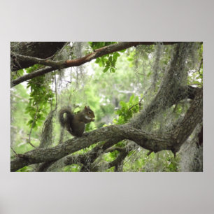 ekorre i Träd 40 x 27 tum Poster