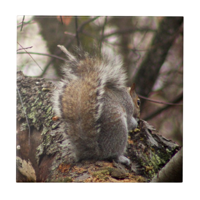 ekorre i Träd Photo Kakelplatta (Framsidan)