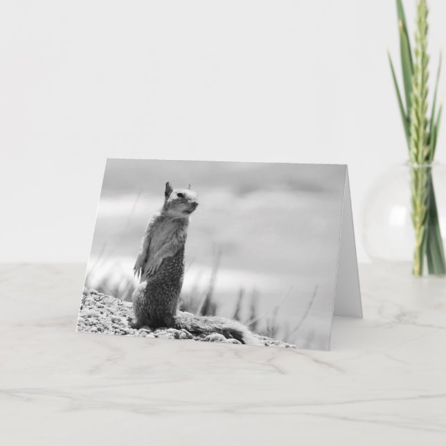 ekorre kort (Framsida)