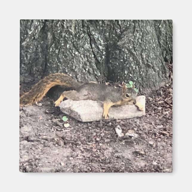 ekorre magnet (Framsidan)