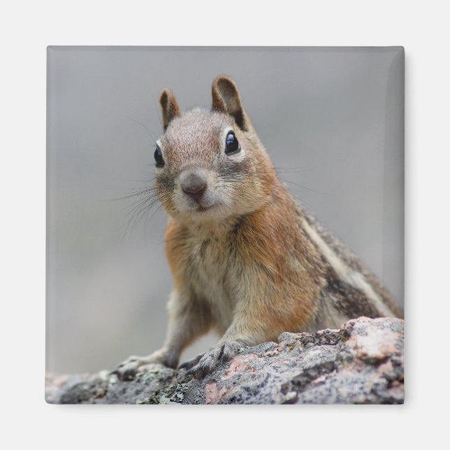 ekorre magnet (Framsidan)