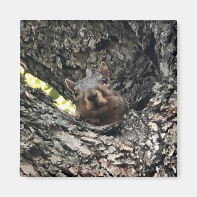 ekorre magnet (Framsidan)