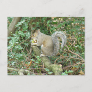ekorre med Acorn Postcard Vykort