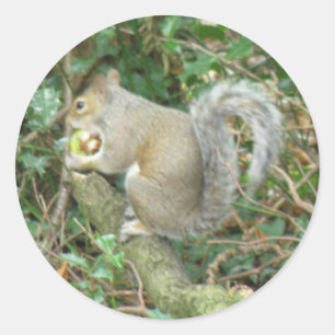 ekorre med Acorn Sticker Runt Klistermärke
