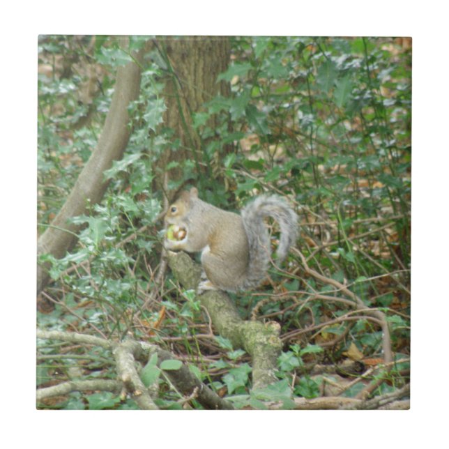 ekorre med Acorn Tile Kakelplatta (Framsidan)