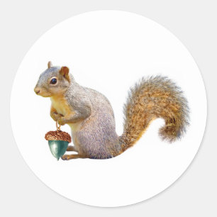ekorre med Färgad Acorn Stickers Runt Klistermärke