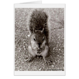 ekorre med Nöt Hälsningskort