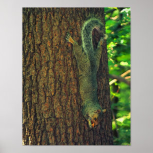ekorre med peanut Wildlife Animal Art Poster