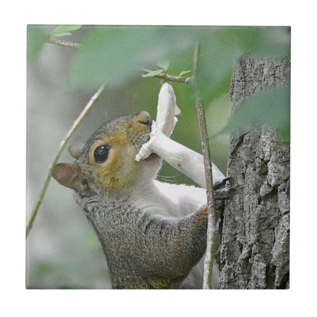 ekorre med styrplatta kakelplatta (Framsidan)