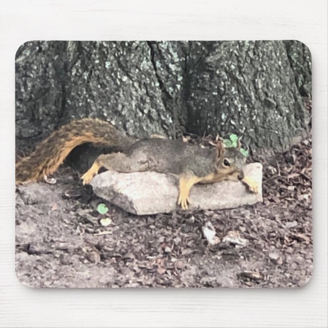 ekorre musmatta (Framsidan)