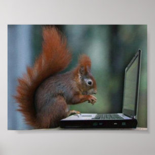 Ekorre på bärbar datoraffischen poster