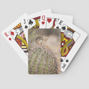 Ekorre på trummakaktusen spel kort