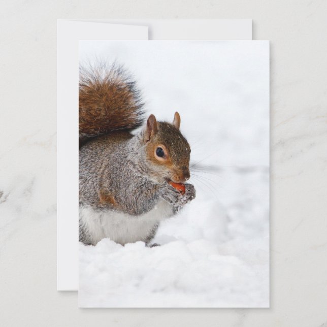 ekorre på vintern (Framsida)