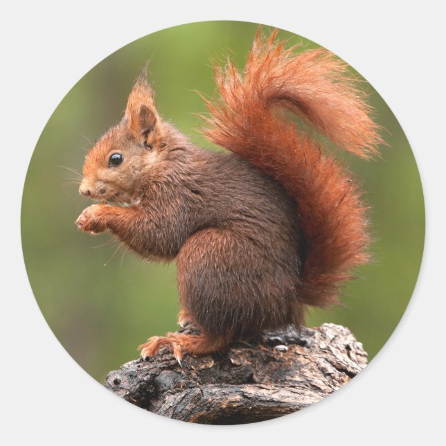 ekorre runt klistermärke (Framsida)