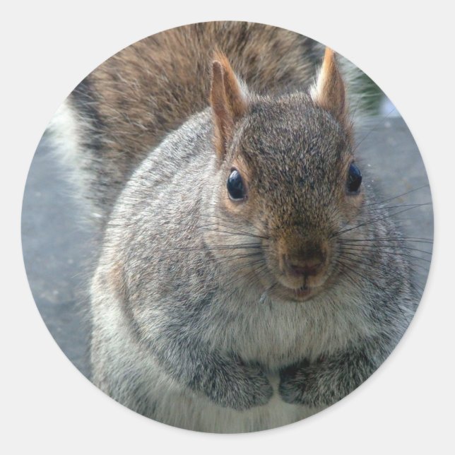 ekorre runt klistermärke (Framsida)