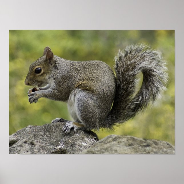 ekorre som äter på sten poster (Framsidan)