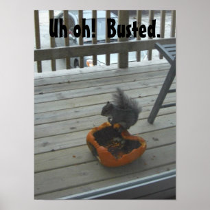 Ekorre som äter pumpa poster
