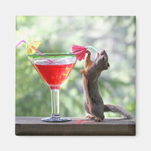 Ekorre som dricker en coctail på den lyckliga magnet
