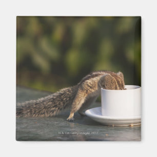 Ekorre som dricker från kaffekoppen på indier magnet