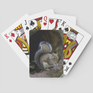 Ekorre som leker kort spel kort