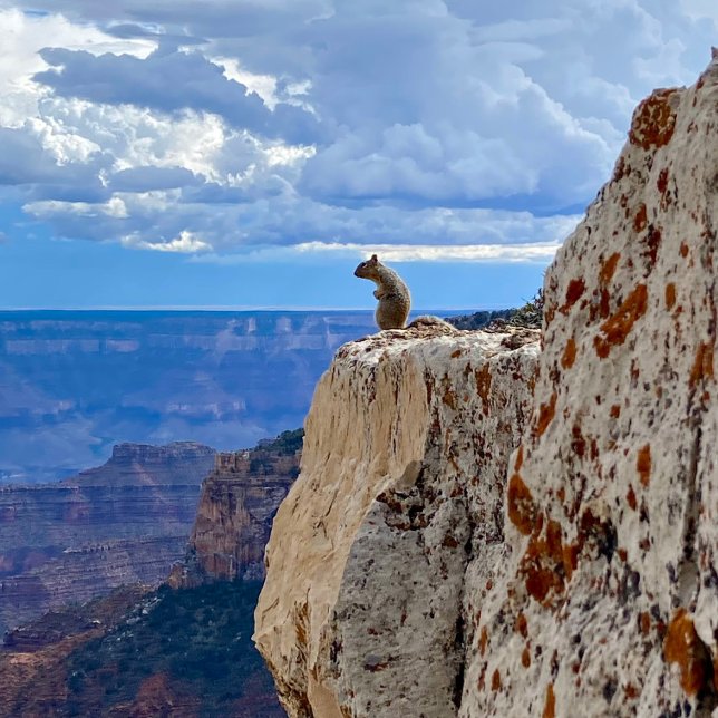 ekorre vid Grand Canyon nationalpark North Rim Fototryck (Skapare uppladdad)