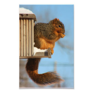 ekorre vid mataren fototryck