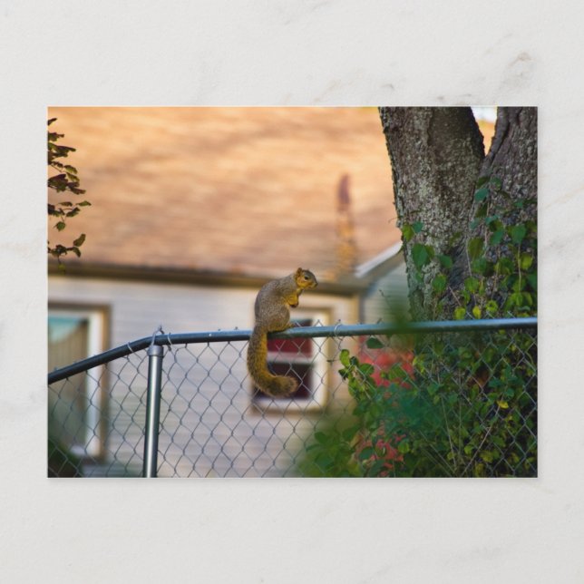 Ekorre vid staket / Eichhörnchen am Zaun Vykort (Framsida)