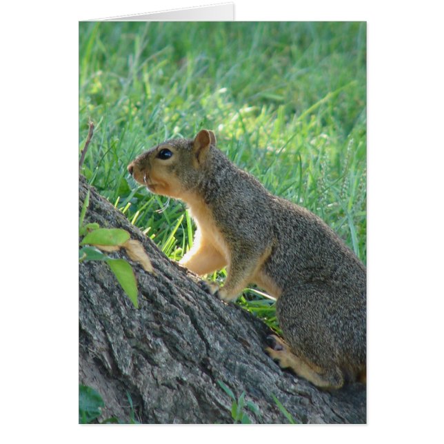 ekorre vid Träd Hälsningskort (Framsidan)