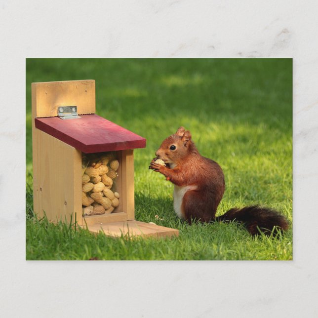 ekorre vykort (Framsida)