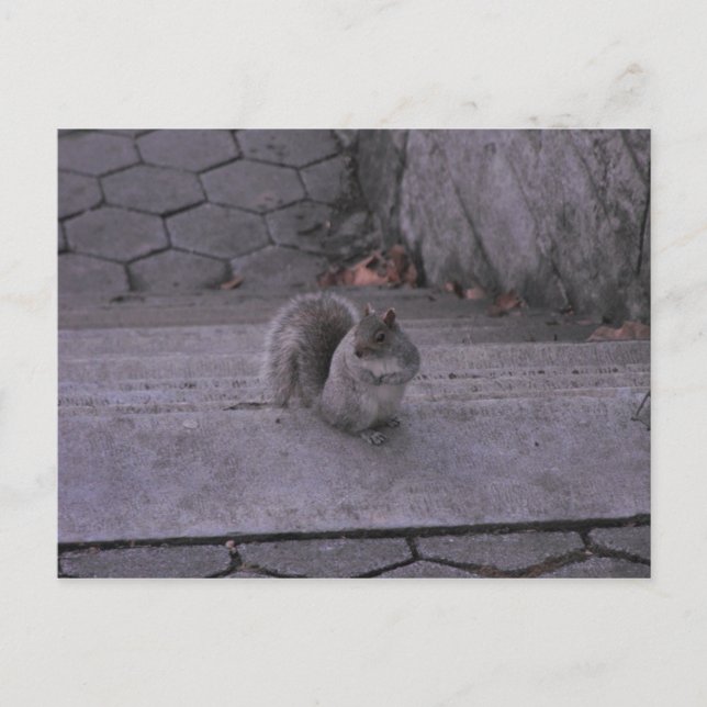 ekorre vykort (Framsida)