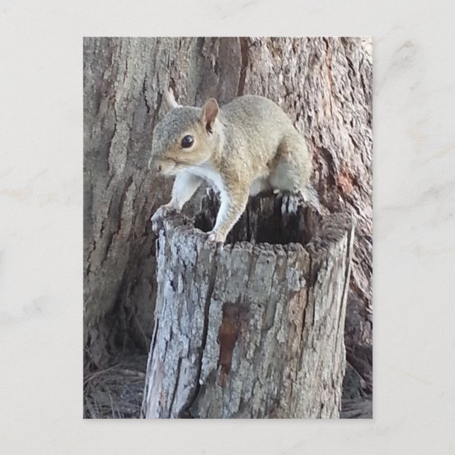 ekorre vykort (Framsida)