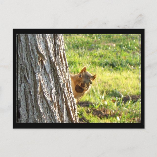 Ekorre vykort (Framsida)